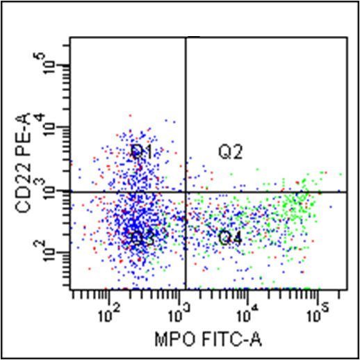 MPO positive in myeloid blasts and negative in lymphoid blasts.